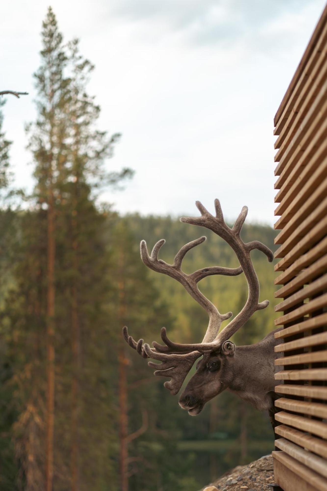 Kurula'S Resort Pyhätunturi Exteriér fotografie